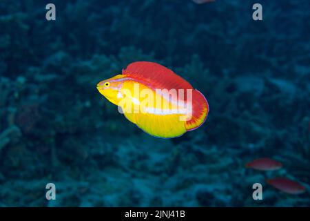 Flammenwrasse, Cirrhilabrus jordani (endemische Arten), männliche Balz-Darstellung, Hookena, Kona, Hawaii (die große Insel), USA (Pazifik) Stockfoto