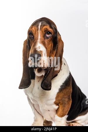 Kopfaufnahme eines Basset-Hundes, isoliert auf Weiß Stockfoto