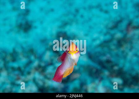 Flammenwrasse, Cirrhilabrus jordani (endemische Arten), Männchen, Kohanaiki, Nordkona, Hawaii (die große Insel), USA (Zentralpazifischer Ozean) Stockfoto