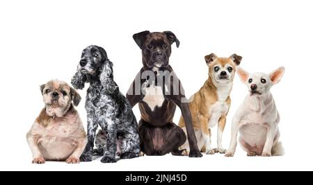 Gruppe von kranken, blinden, verletzten, behinderten Hunden und Katzen, die in einer Reihe stehen, isoliert auf Weiß Stockfoto