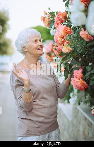 Ältere Frau bewundert schöne Sträucher mit bunten Rosen Stockfoto