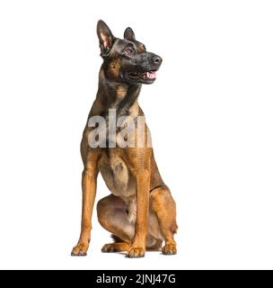 Malinois, belgischer Hund, sitzen, keuchend und aufschauend, isoliert auf Weiß Stockfoto