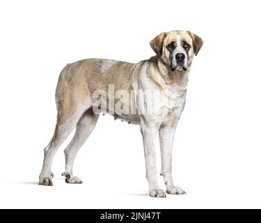 Profilansicht eines Transmontano Mastiff, isoliert auf Weiß Stockfoto