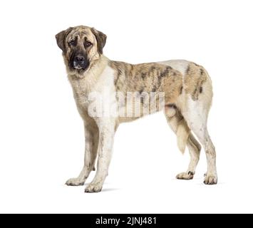 Profilansicht eines Transmontano Mastiff, isoliert auf Weiß Stockfoto