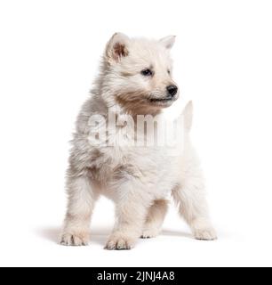 Welpe Berger Blanc Suisse, isoliert auf weiß Stockfoto
