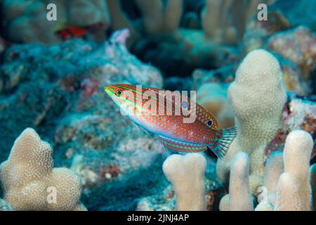 Endemisch-hawaiiiianischer verzierter Lippfisch, ornamentierter Lippfisch oder la'o, Halichoeres ornatissimus, subadult, Makako Bay Kona, Hawaii Island ( The Big Island ), USA Stockfoto