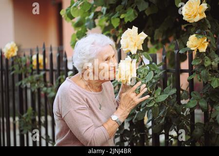 Ältere Frau bewundert schöne Büsche mit gelben Rosen Stockfoto