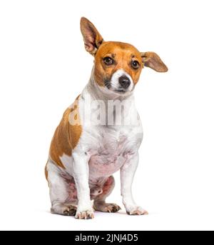 Jack russell Terrier sitzt vorne, isoliert auf Weiß Stockfoto
