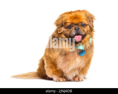 Pekingese Hund keuchend und trägt einen Schal, isoliert auf weiß Stockfoto