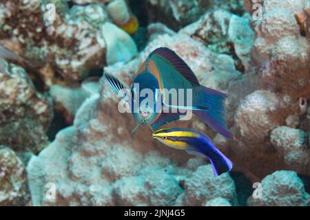 Endemischer hawaiiianischer Sattelwrasse, Thalassoma duperrey, Endmännchen, wird von endemischem hawaiianischen Reinigungswrassen, Labroides phthirophagus, Hawaii, gereinigt Stockfoto