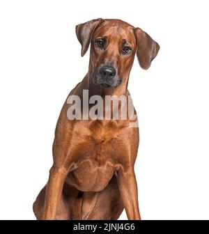 Rhodesian ridgeback Hund schaut auf die Kamera, isoliert auf weiß Stockfoto
