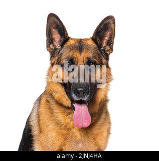 Porträt eines keuchenden deutschen Schäfers, isoliert auf Weiß Stockfoto