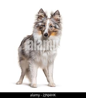 Junge und wachsam stehende rote Merle Shetland Sheepdog, oder Sheltie, isoliert auf weiß Stockfoto