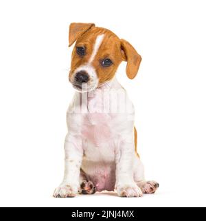 Sitzender Jack russel Welpe, neun Wochen alt, schaut in die Kamera, isoliert auf Weiß Stockfoto