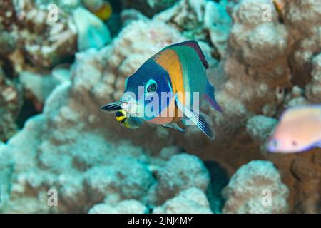 Endemischer hawaiiianischer Sattelwrasse, Thalassoma duperrey, Endmännchen, wird von endemischem hawaiianischen Reinigungswrassen, Labroides phthirophagus, Hawaii, gereinigt Stockfoto