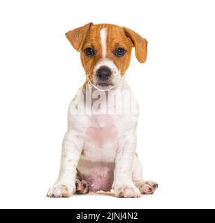 Sitzender Jack russel Welpe, neun Wochen alt, schaut in die Kamera, isoliert auf Weiß Stockfoto