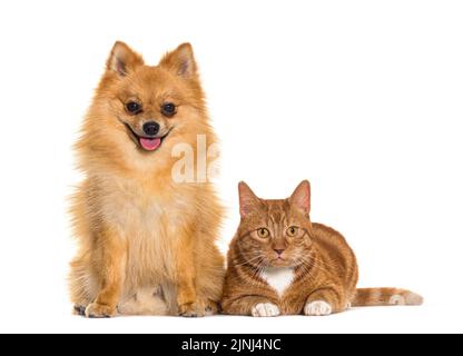 Katze und Hund zusammen kreuzten sich Spitz und Ginger mit einem blauen Kragen und einer grünen Glocke, isoliert auf Weiß Stockfoto