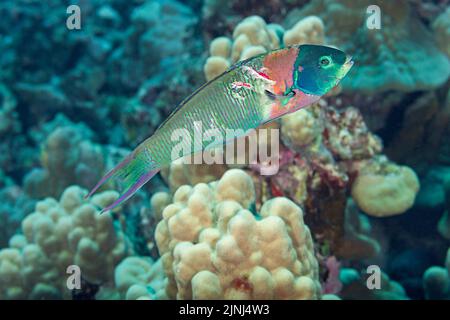 Sattelwrasse oder Hinalea lau-wili, Thalassoma duperrey (endemische Spezies), endmännlicher Typ, mit Verletzungen durch den jüngsten Raubüberfall, Kona, Hawaii Stockfoto