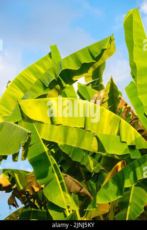 Grünes Bananenpflanzenblatt gegen blauen Himmel mit wolkenfreiem Naturbaumblatt Stockfoto