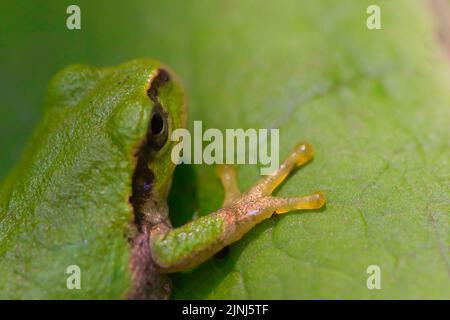 Japanischer Baumfrosch auf einem Blatt Stockfoto