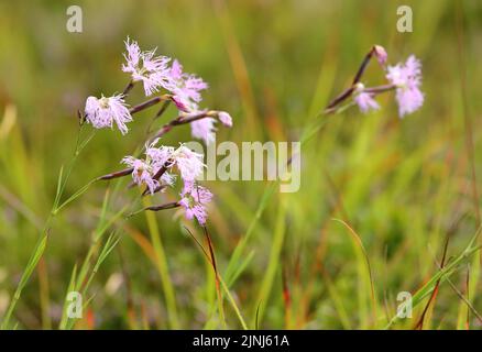 Gefranste rosa Blume oder großes Rosa, Superb Pink in Davos, Schweiz. Sein lateinischer Name ist Dianthus superbus subsp. Alpestris Stockfoto