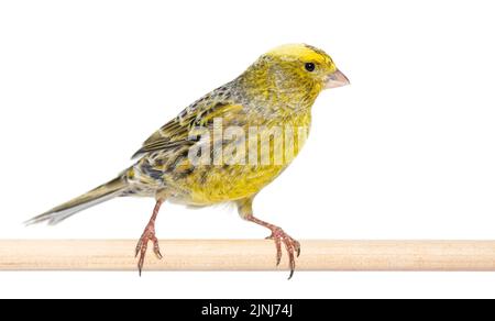 Canary steht auf einem Holzbarsch - Lizzard Mutation - isoliert auf weiß Stockfoto