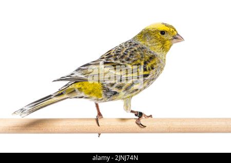 Canary steht auf einem Holzbarsch - Lizzard Mutation - isoliert auf weiß Stockfoto