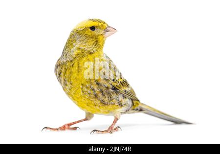 Canary Standing - Lizzard Mutation - isoliert auf weiß Stockfoto