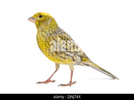 Canary Standing - Lizzard Mutation - isoliert auf weiß Stockfoto