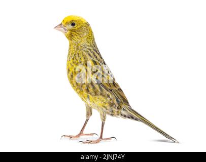 Canary Standing - Lizzard Mutation - isoliert auf weiß Stockfoto