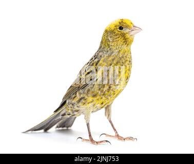 Canary Standing - Lizzard Mutation - isoliert auf weiß Stockfoto