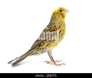 Canary Standing - Lizzard Mutation - isoliert auf weiß Stockfoto