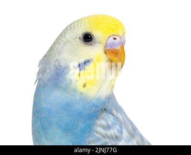 Nahaufnahme eines Vogelkopfs des Blue Rainbow Budgerigar, isoliert auf Weiß Stockfoto