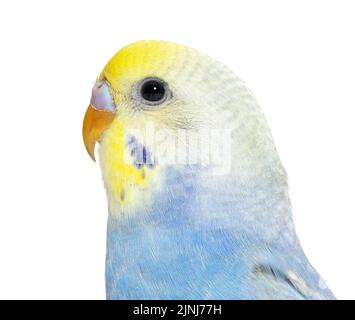 Nahaufnahme eines Vogelkopfs des Blue Rainbow Budgerigar, isoliert auf Weiß Stockfoto