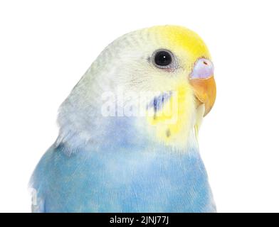 Nahaufnahme eines Vogelkopfs des Blue Rainbow Budgerigar, isoliert auf Weiß Stockfoto