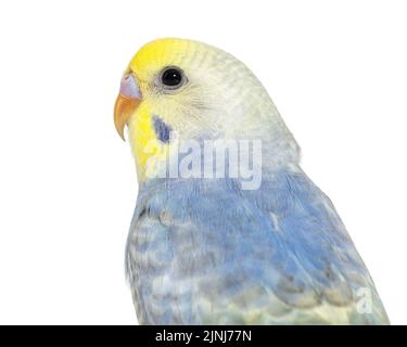Nahaufnahme eines Vogelkopfs des Blue Rainbow Budgerigar, isoliert auf Weiß Stockfoto