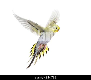 Grauer Regenbogen Budgerigar Vogel fliegende Flügel ausgebreitet, isoliert auf weiß Stockfoto