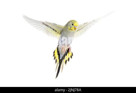 Grauer Regenbogen Budgerigar Vogel fliegende Flügel ausgebreitet, isoliert auf weiß Stockfoto