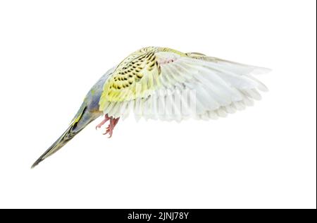 Grauer Regenbogen Budgerigar Vogel fliegende Flügel ausgebreitet, isoliert auf weiß Stockfoto