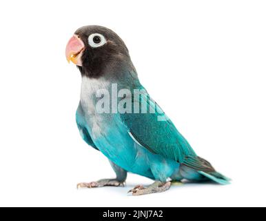 Schwarzer Geckter Lovebird – Agapornis Nigrigenis – Blaue Mutation, isoliert auf Weiß Stockfoto