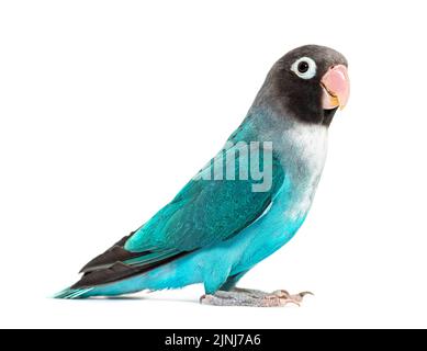 Schwarzer Geckter Lovebird – Agapornis Nigrigenis – Blaue Mutation, isoliert auf Weiß Stockfoto