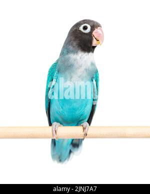 Schwarzer Geckter Lovebird auf einem Holzbarsch – Agapornis Nigrigenis – Blaue Mutation Stockfoto