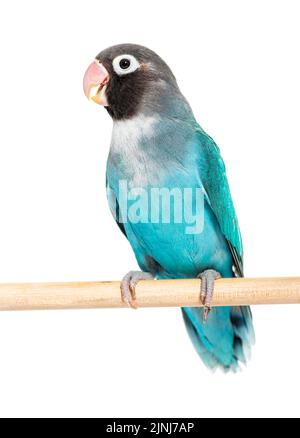 Schwarzer Geckter Lovebird auf einem Holzbarsch, blaue Mutation, isoliert auf Weiß Stockfoto