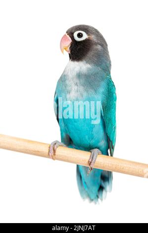 Schwarzer Geckter Lovebird auf einem Holzbarsch, blaue Mutation, isoliert auf Weiß Stockfoto