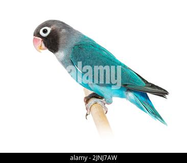 Schwarzer Geckter Lovebird, der auf einem Holzstock thront – Agapornis Nigrigenis – Blaue Mutation Stockfoto