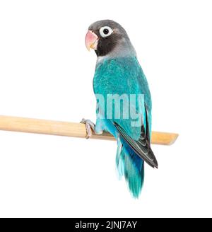 Schwarzer Geckter Lovebird, der auf einem Holzstock thront – Agapornis Nigrigenis – Blaue Mutation Stockfoto