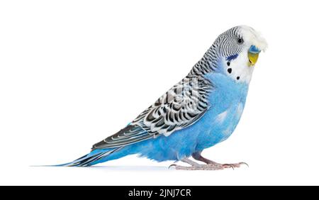 Seitenansicht Blue Crested Budgerigar, isoliert auf weiß Stockfoto