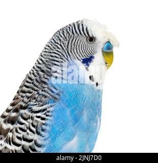 Seitenansicht des Blue Crested Budgerigar Head Shot-Makros, isoliert auf Weiß Stockfoto