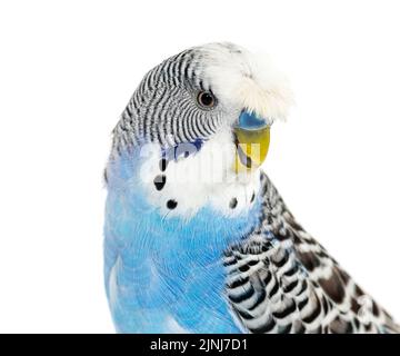 Seitenansicht des Blue Crested Budgerigar Head Shot-Makros, isoliert auf Weiß Stockfoto