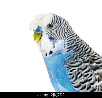 Seitenansicht des Blue Crested Budgerigar Head Shot-Makros, isoliert auf Weiß Stockfoto